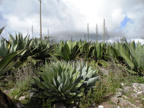 pulque agave
