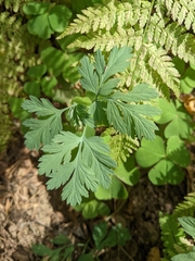 Dicentra formosa