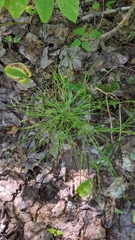 Equisetum sylvaticum image