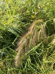 Echinochloa walteri