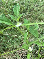 Physalis angulata
