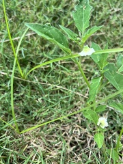 Physalis angulata