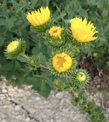 Grindelia ciliata