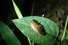Blattella