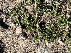 Spergularia rubra
