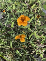 Sclerocarpus uniserialis