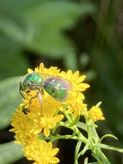 Augochloropsis viridula