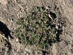 Spergularia rubra