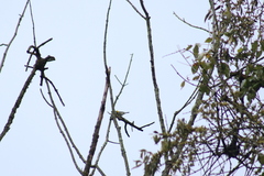 Setophaga occidentalis