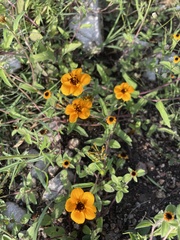 Sclerocarpus uniserialis