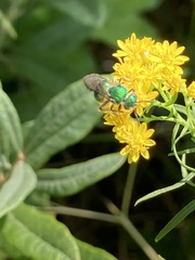 Augochloropsis viridula