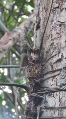 Anthurium pentaphyllum
