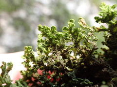 Porella platyphylla