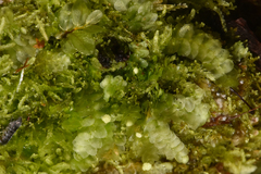 Calypogeia
