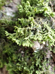 Porella platyphylla