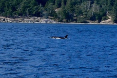 Orcinus orca