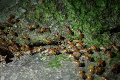 Termitidae