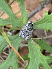 Paraphidippus