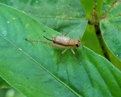 Anaxipha exigua