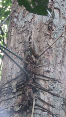 Anthurium pentaphyllum