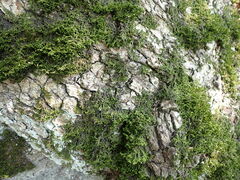 Porella platyphylla