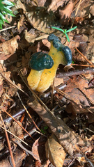 Leotia viscosa