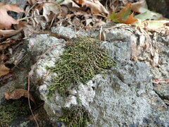 Porella platyphylla