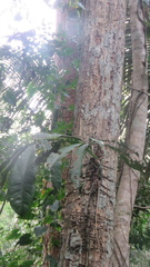 Anthurium pentaphyllum