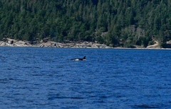 Orcinus orca