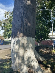 Pseudobombax septenatum