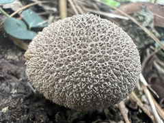 Lycoperdon americanum