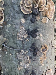 Hypoxylaceae