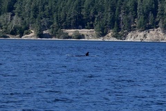 Orcinus orca