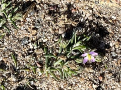 Spergularia rubra