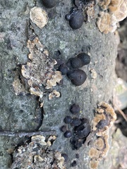Hypoxylaceae