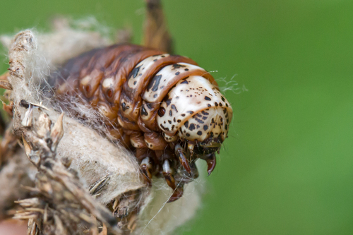 Evergreen bagworm moth