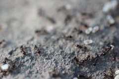 Tetramorium caespitum