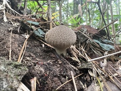 Lycoperdon americanum