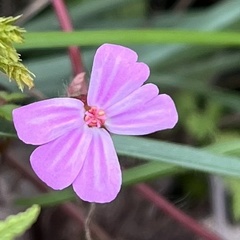 Geranium robertianum