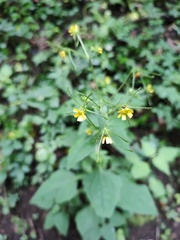 Sigesbeckia jorullensis