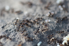 Tetramorium caespitum