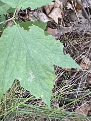 Acer nigrum