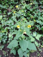 Sigesbeckia jorullensis