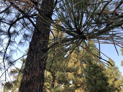 Pinus ponderosa