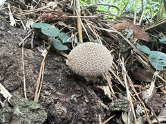 Lycoperdon americanum