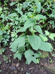 Sigesbeckia jorullensis