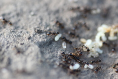 Tetramorium caespitum