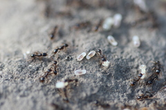 Tetramorium caespitum