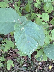 Hamamelis virginiana