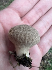Lycoperdon americanum